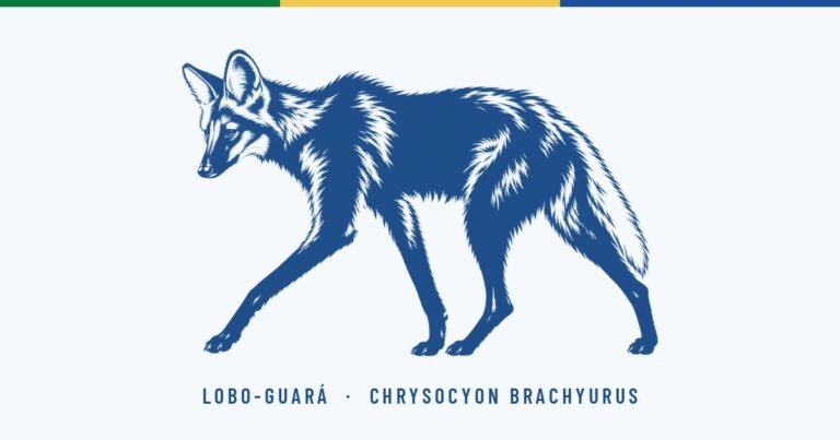 Por que o lobo-guará é o animal símbolo do Brasil Grande